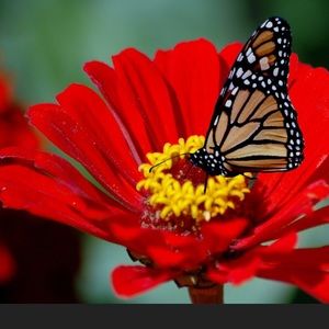 Meet your Posher, Patricia